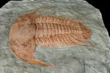 Large, Cambrian Myopsolenites Trilobite - Tinjdad, Morocco #170761-2